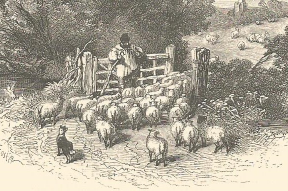 Shepherd and sheep steel-engraving.