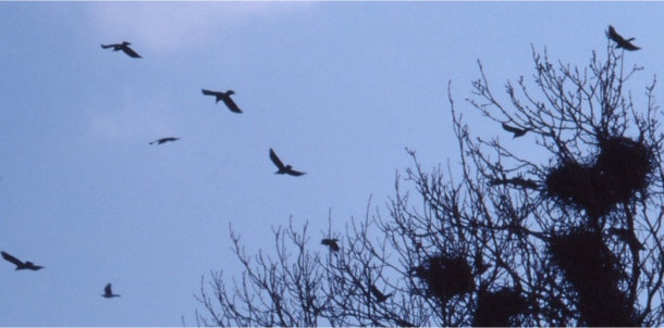 Photo (c) J. G. Betts Rooks flying with nests to the right