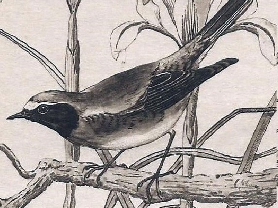 Redstart by H.D. Astley Redstart. Detail of painting by H.D. Astley