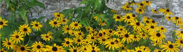 Yellow flowers.