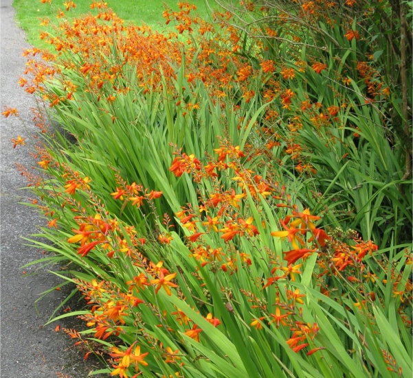 Montbretia in bloom