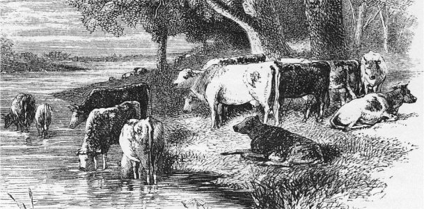 Cows by stream. Steel-engraving 1858