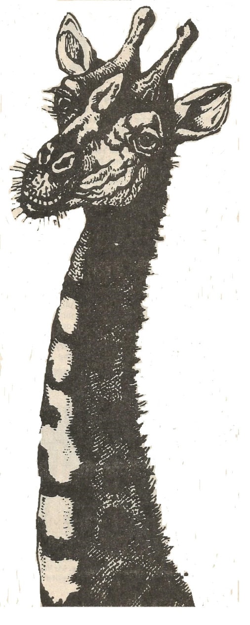 Monochrome giraffe head