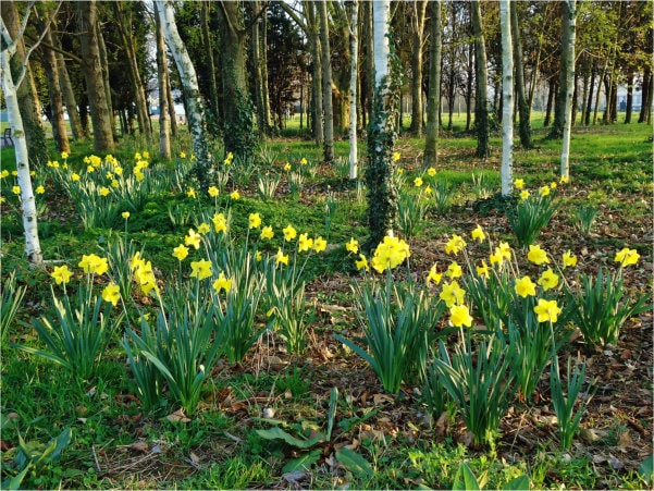Wild daffodils at edge of a wood