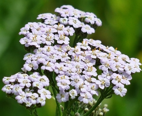 Yarrow White flowers of yarrow