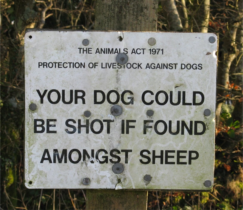 Notice East Devon. Photo (c) J.G. Betts Notice: Your dog could be shot if found amongst sheep